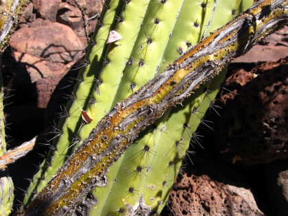 Adams Tree, Fouquieria diguetii and Cardon Cactus, Pachycereus pringlei 