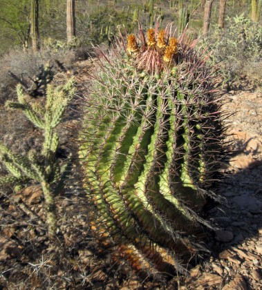 Cholla and Barrel Cactus