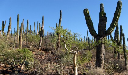 Cardon Forest