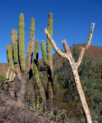 Cardon Cactuses