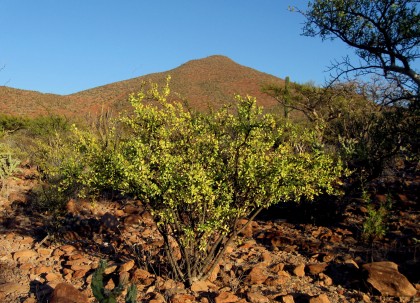 Limberbush, Jatropha cuneata