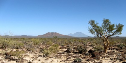 Cerro Colorado with Elephant Tree