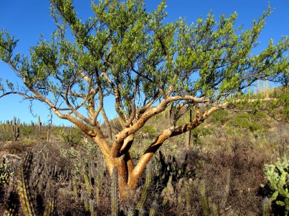 Elephant Tree, Bursera microphylla