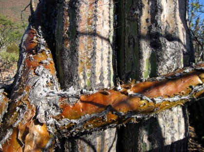 Fouquieria trunk with Cardon Trunk