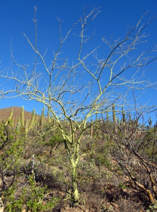 Palo Verde, Cercidium floridum