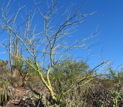 Palo Verde, Cercidium floridum