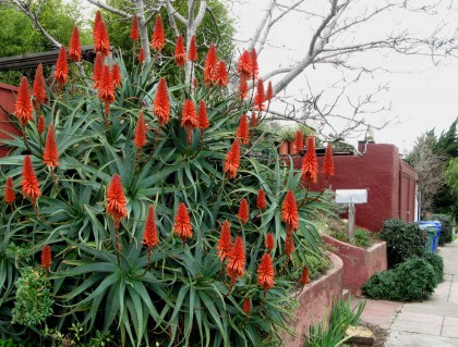 aloenatalie Aloe
