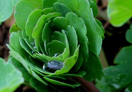 aquilegianewgrowth Colombine New Growth