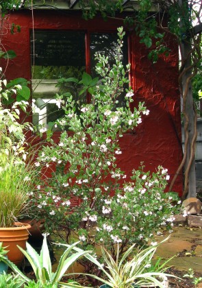 arctolouisedmunds Arctostaphylos Louis Edmunds