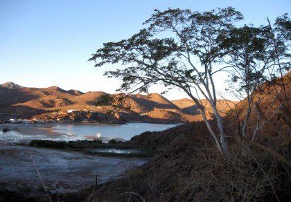 Palo Blanco