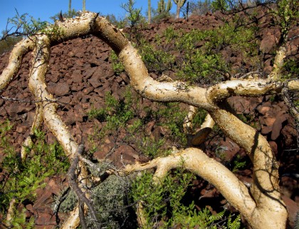 Elephant Tree Trunk