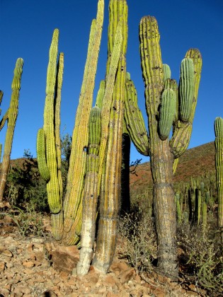 Organ Pipe and Cardon