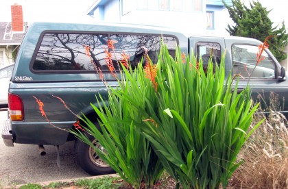 Hell Strip Crocosmia