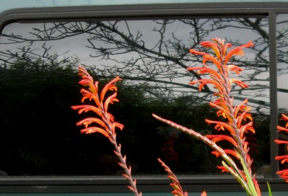 Crocosmia