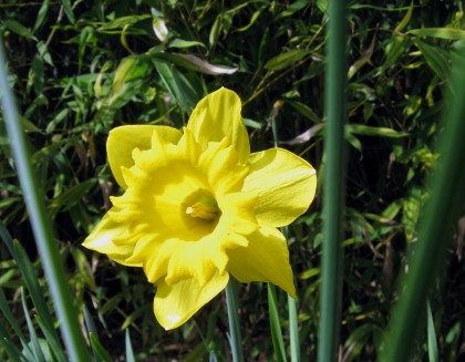 daffodilbloomingfebruary Trumpet Daffodil?