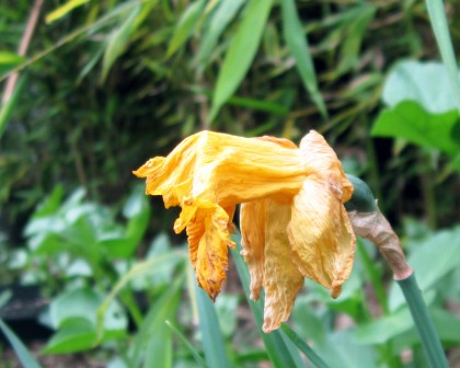 daffodildeadhead
