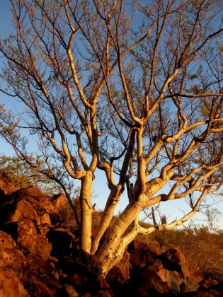 Elephant Tree