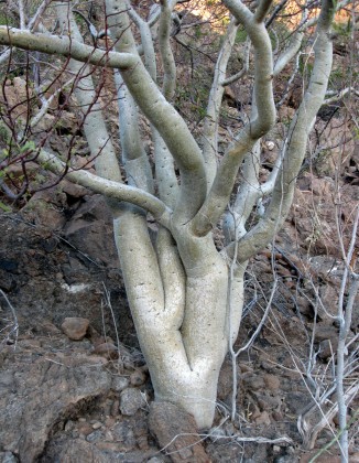 Elephant Tree, Bursera microphylla