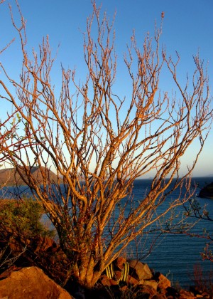 Fouquieria diguetii