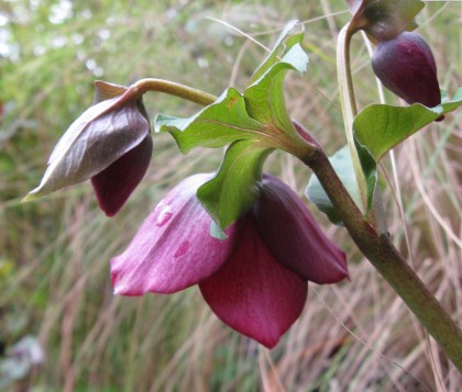 helleborebloomopen Hellebore Hybrid