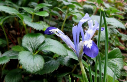 irisreticulata Iris reticulata Clairette with Beach Strawberry