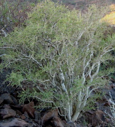 Limberbush, Jatropha sp.