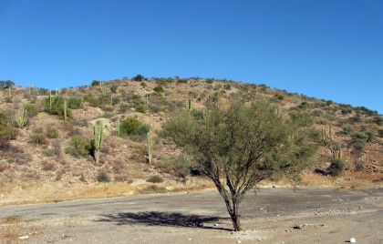 Mesquite Tree