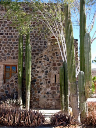 missionmulegeplanting Cardon Cactus and Palo Blanco