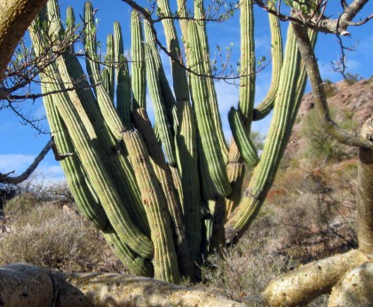 Organ Pipe Cactus