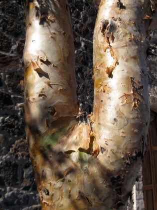 pachycormusbark