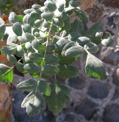 pachycormusfoliage