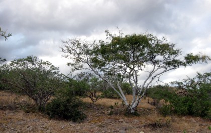 Palo Blanco