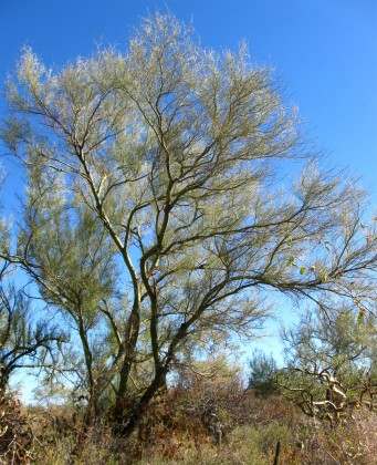 Palo verde