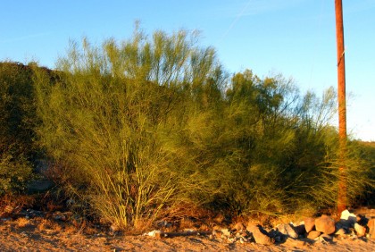 Roadside Palo Verde