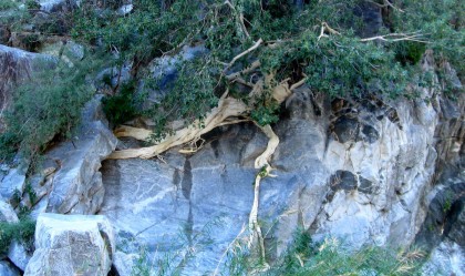 sierralalagunawildfig Wild Fig