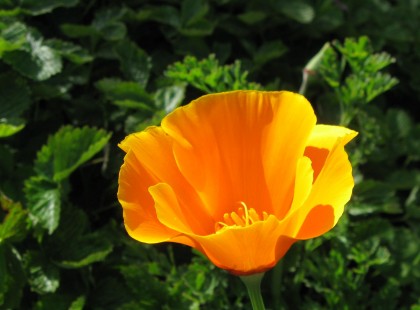 Coastal California Poppy, Eschscholzia californica var. maritima