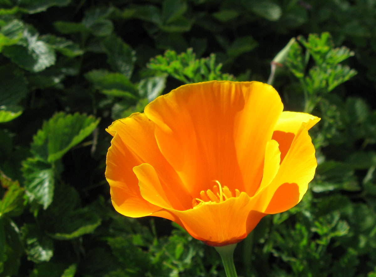 poppy flower california