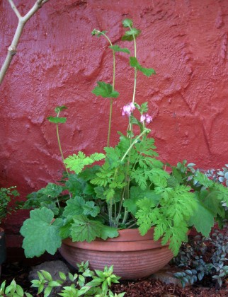 Dicentra formosa and Tellima grandiflora