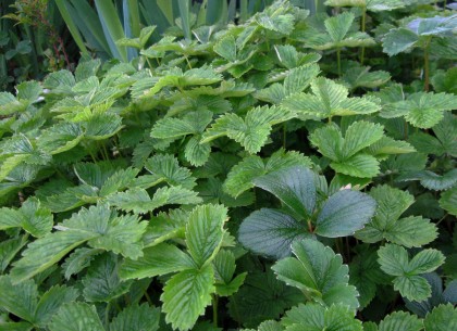 Mostly Fragaria vesca