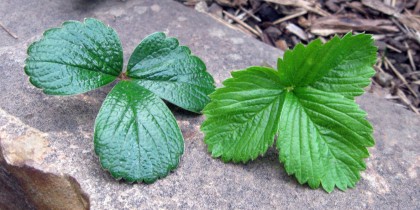 Fragaria chiloensis, on the left, Fragaria vesca, on the right