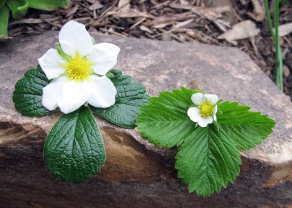 Fragaria chiloensis and Fragaria vesca