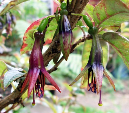 New Zealand Tree Fuchsia, Fuchsia excorticata