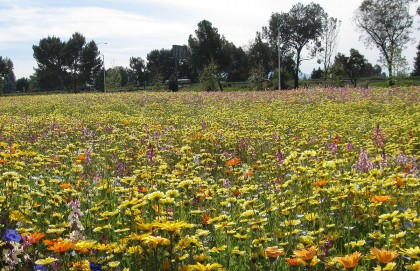 loweswildflowers7