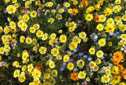 loweswldflowers7 Tidy Tips, Baby Blue Eyes, Alyssum, and African Daisy