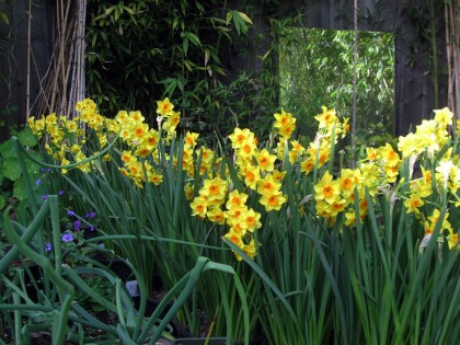 Tazetta Narcissus, Falconet and Golden Dawn