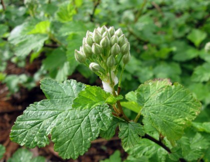Spittle Bugs in the Ninebark Buds