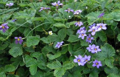 Blue Eyed Grass, Sisyrinchium bellum