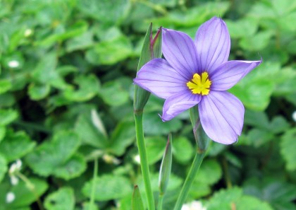 Blue Eyed Grass, Sisyrinchium bellum