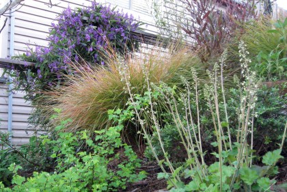 Heuchera, Ninebark, Wind Grass, Hardenbergia