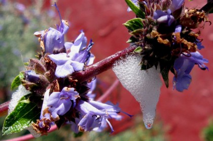 Salvia mellifera Green Carpet with Spit Bug